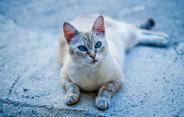 Picture cat, legs, blue eyes, cat