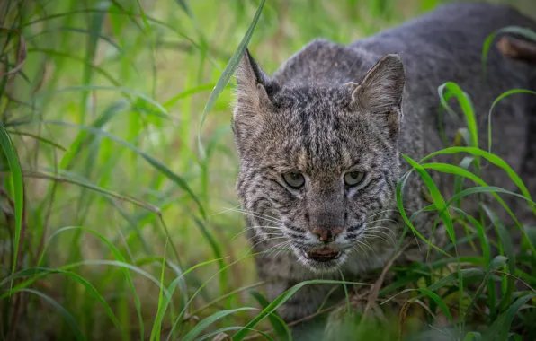 Picture grass, face, lynx, wild cat