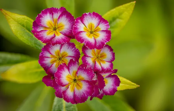 Picture macro, Primrose, Primula