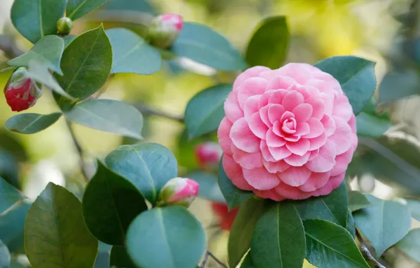 Picture leaves, pink, buds, Camellia