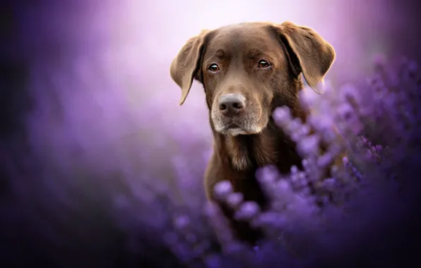 Picture look, face, flowers, dog, lavender, bokeh, Labrador Retriever