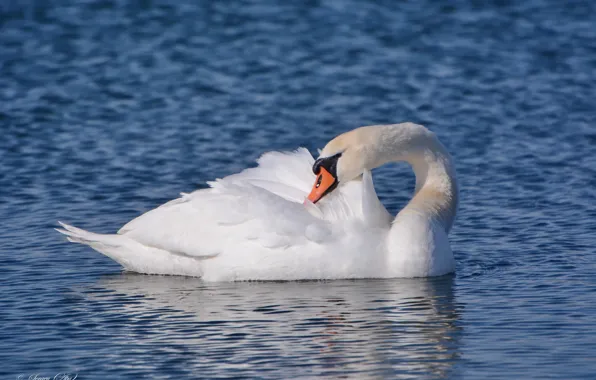 Picture lake, bird, Swan, preening its feathers