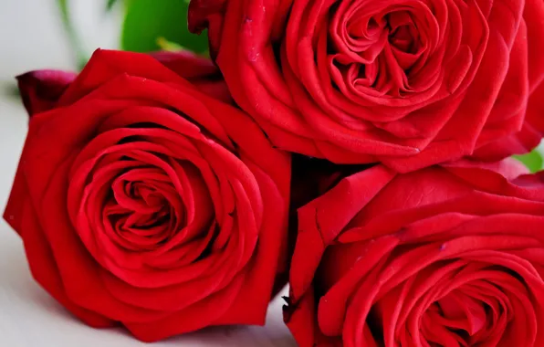 Wallpaper macro, roses, red, trio, al images for desktop, section цветы -  download