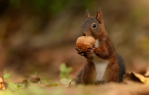 Picture nature, animal, walnut, protein, animal, rodent