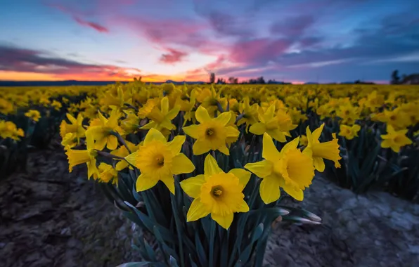 Picture flowers, sunrise, dawn, morning, daffodils, plantation, Washington State, Skagit Valley