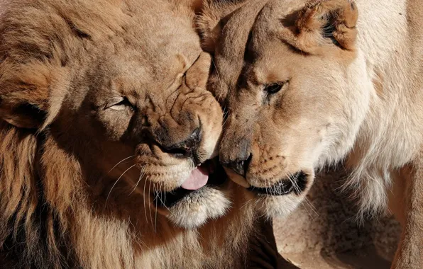 Picture love, Leo, wild cats, lions, a couple, lioness, muzzle