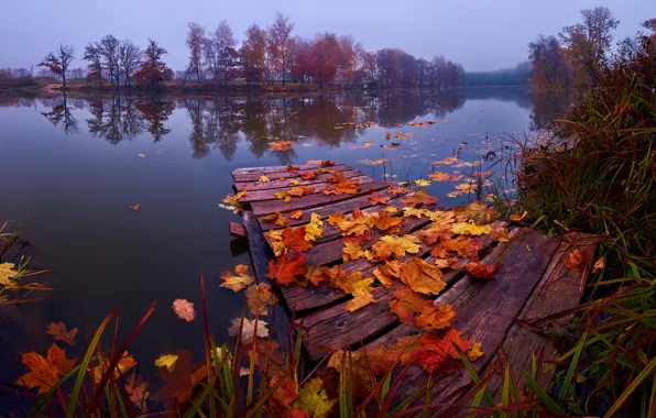 Picture autumn, grass, leaves, landscape, nature, lake, mostok, The suburbs, Konstantin Voronov
