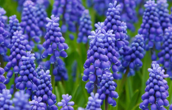 Picture flowers, glade, spring, blue, a lot, Muscari, hyacinth mouse