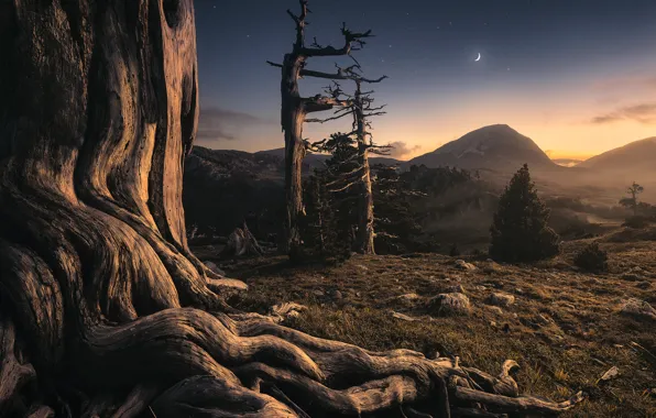 Picture trees, mountains, night, The moon, moon, trees, night, mountains