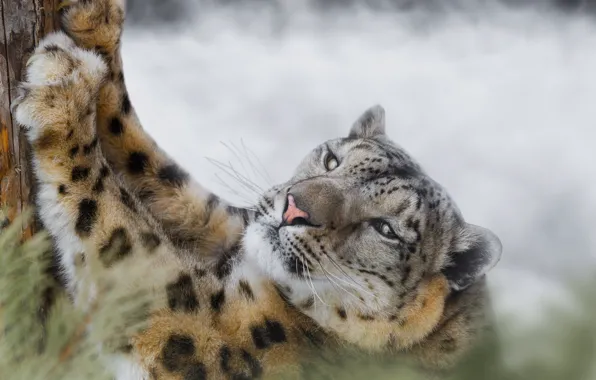 Picture look, tree, paws, claws, Snow leopard