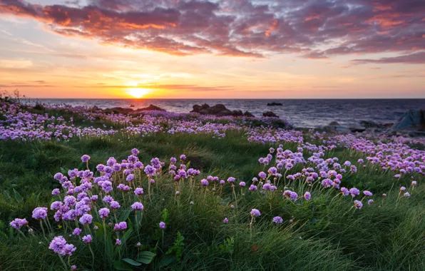 Picture grass, landscape, sunset, flowers, nature, Strait, shore, The Channel, Fort Hommet