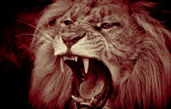 Picture face, predator, Leo, mouth, mane, the king of beasts, fangs, grin, wild cat, monochrome