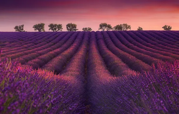 Picture field, trees, dawn, France, morning, France, lavender, plantation, Valensole, Valensole