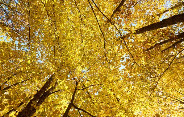 Picture autumn, the sky, leaves, trees, yellow, autumn, leaves, tree, autumn