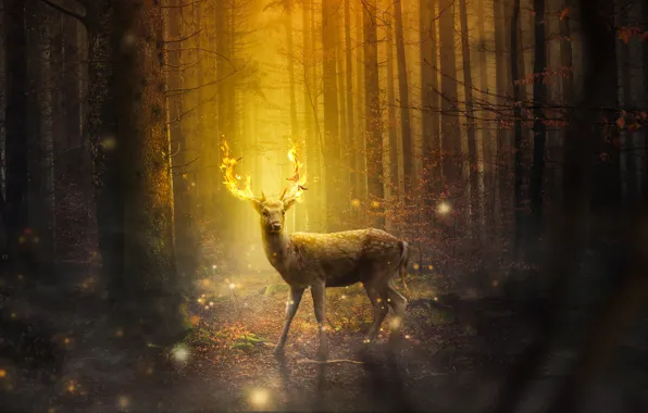 Picture forest, trees, night, fire, deer, lights, fantasy, horns