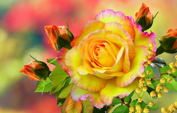 Picture berries, Rose, yellow, gold
