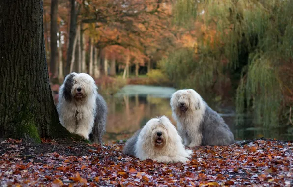 Picture autumn, dogs, nature
