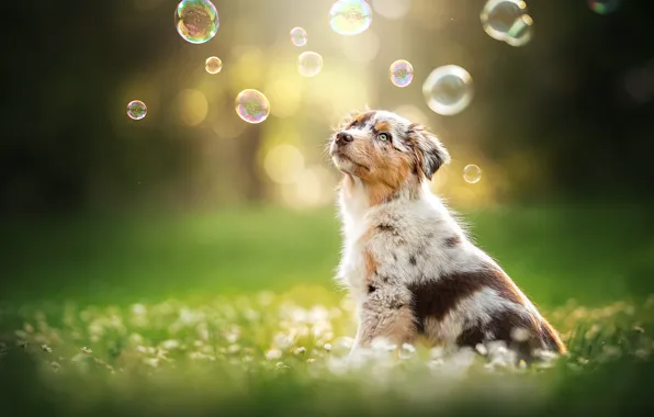 Wallpaper dog, bubbles, puppy, bokeh, doggie, Australian shepherd ...