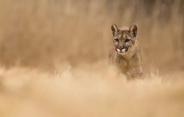 Picture Puma, puma, Cougar, cougar, Milan Zygmunt