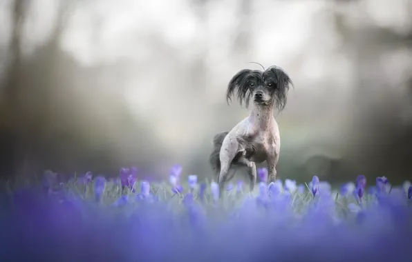 Picture flowers, nature, dog