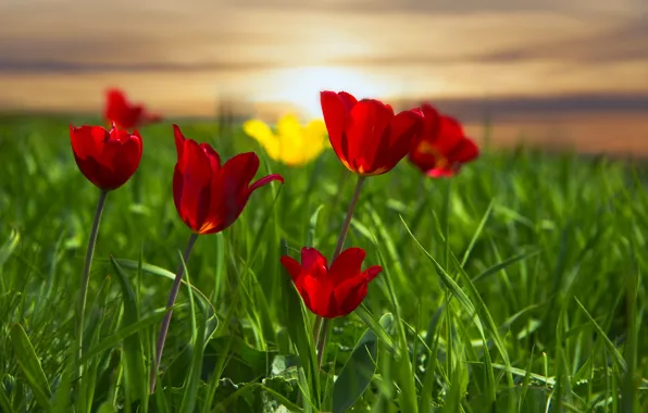 Picture grass, meadow, tulips, red tulips