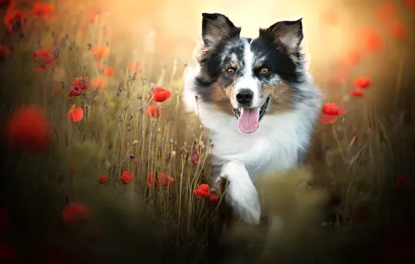 Picture language, face, flowers, Maki, dog, bokeh, The border collie