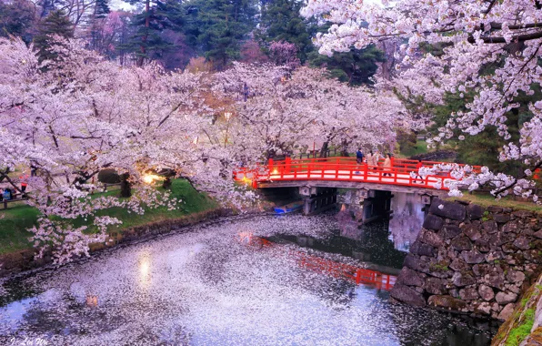 Picture trees, bridge, nature, lights, reflection, river, the evening, Japan, Sakura, Japan, bridge, tree, evening