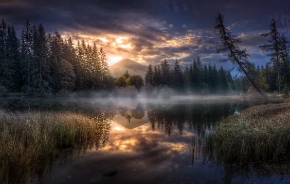 Picture forest, fog, lake, the evening
