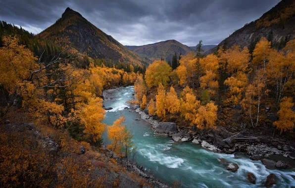 Picture autumn, trees, mountains, river, Russia, Altay, The Altai mountains, Река Чуя, Ирина Абатурова