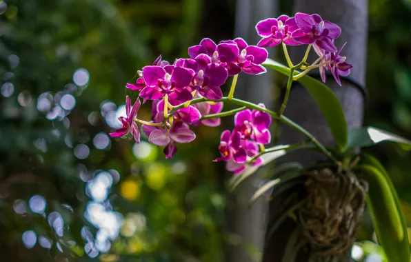 Picture leaves, light, flowers, nature, the dark background, tree, bright, pink, orchids, bokeh