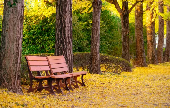 Picture autumn, leaves, trees, bench, Park, park, autumn, leaves, tree, bench, fall