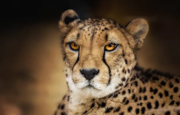 Picture eyes, look, face, background, portrait, Cheetah, wild cat