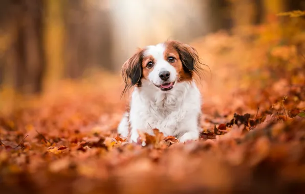 Picture autumn, language, look, leaves, nature, smile, Park, background, foliage, dog, red, face, bokeh, kooikerhondje