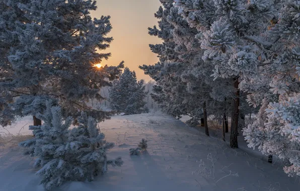 Picture winter, the sun, rays, snow, trees, nature, dawn, morning, pine, Alexander Makeev