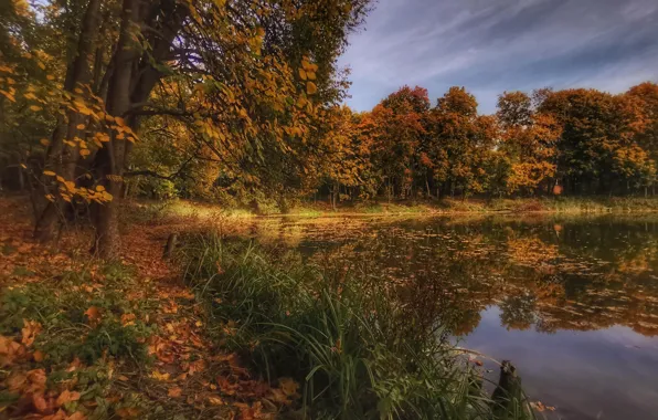 Picture autumn, grass, trees, landscape, nature, pond, Park