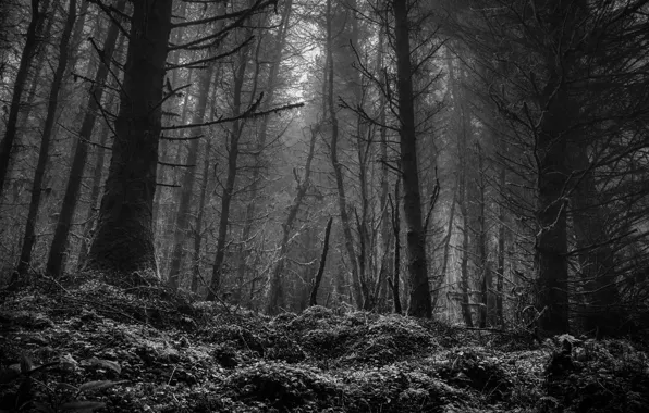 Picture forest, trees, nature, black and white, monochrome