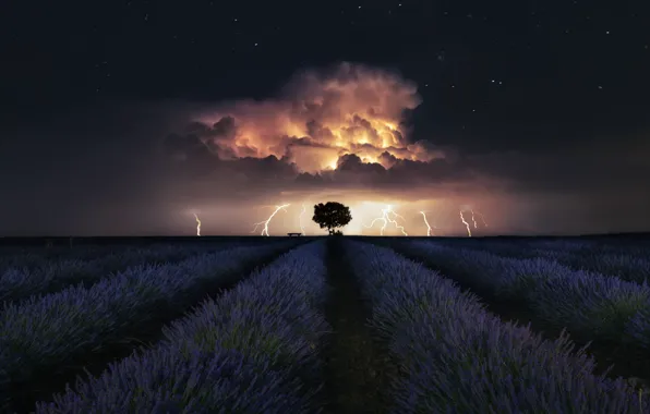 Picture the storm, stars, stars, lavender, lavender, thunderstorm, Ces@r