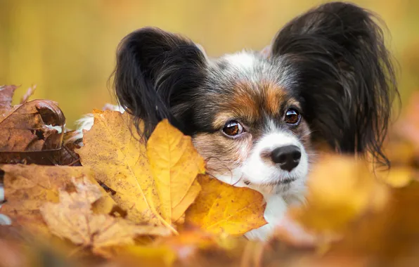 Picture autumn, look, leaves, foliage, portrait, dog, muzzle, puppy, face, dog, cutie, baby, decorative, Papillon, Papillon