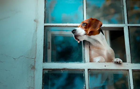 Picture dog, window, Beagle