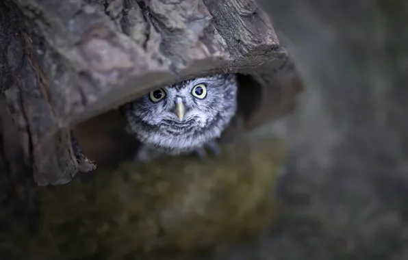 Picture nature, owl, bird, chick, the hollow, owlet