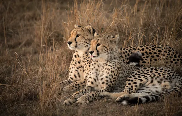 Picture grass, Africa, wild cats, a couple, cheetahs