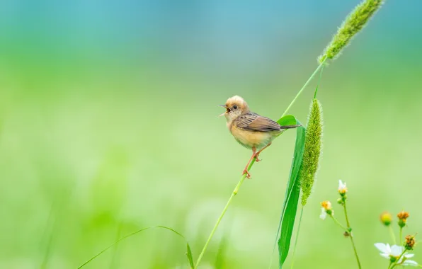 Picture background, bird, Daisy, bird, grass, Zolotokolosa tsistikola