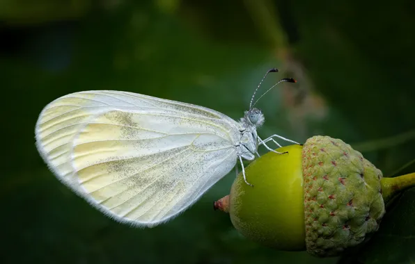 Picture macro, Butterfly, white, acorn