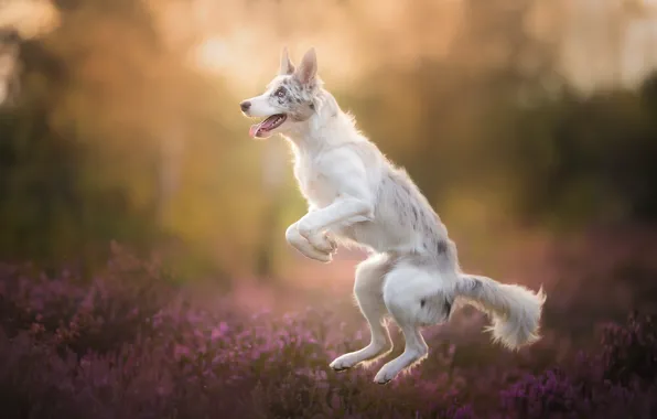 Picture jump, dog, bokeh, Heather, The border collie