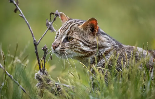 Picture grass, branch, face, wild cat, Wildcat, Forest cat, Максим Логунов