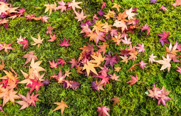 Picture autumn, grass, leaves, background, colorful, grass, background, autumn, leaves, autumn, maple