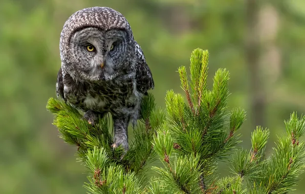 Picture background, owl, bird, needles, pine, Great grey owl