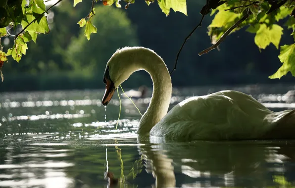 Picture leaves, water, branches, bird, Swan