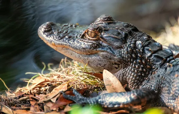 Picture crocodile, cub, pond