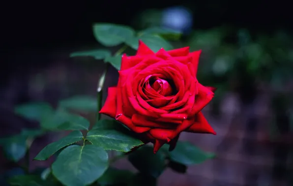 Picture flower, leaves, night, the dark background, background, rose, Bud, red, one, scarlet, bokeh, blurred, bright